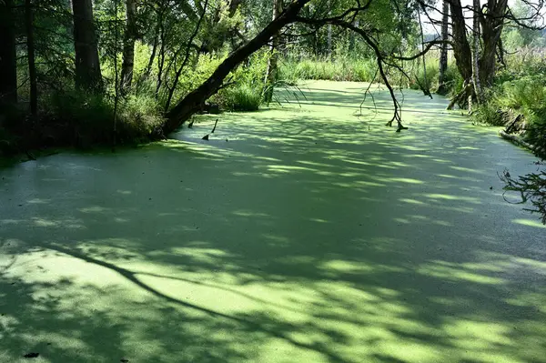 stock image This image depicts a tranquil swamp scene with a dense layer of green aquatic plants covering the water surface. The area is surrounded by lush vegetation and trees, which cast deep shadows across the water, adding a sense of depth and mystery. The s