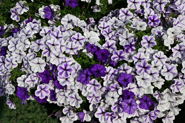 stock image The image showcases a vibrant cluster of petunias in full bloom. The flowers are predominantly white with purple veins, interspersed with solid purple blooms. The lush green foliage provides a natural background, enhancing the contrast of the vivid f