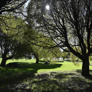 Bu fotoğraf, büyük yapraklı ağaçların arasından süzülen güneş ışığıyla huzurlu bir park ortamını güzel bir şekilde yakalıyor. Işık ve gölgenin etkileşimi, güneş dalların arasından bakarken, huzurlu ve neredeyse büyülü bir atmosfer yaratıyor, Cstin.