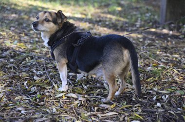 Bu fotoğrafta açık havada duran, siyah bir koşum takımı takmış, küçük melez bir köpek görülüyor. Köpek sonbahar yapraklarından oluşan bir yatağın üzerinde duruyor ve doğal güneş ışığı kısa, üç renkli kürkü arasındaki zıtlığı artırıyor. Köpek... 