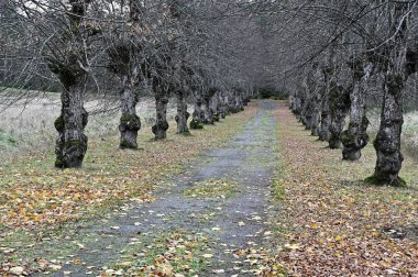 This image captures a quiet, leaf-strewn path bordered by a row of old, gnarled trees with bare branches, likely in late autumn or early winter. The trees are twisted and moss-covered, lending a mysterious and almost eerie atmosphere to the scene. Th clipart