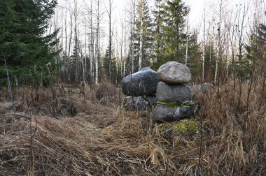 a rustic forest scene with a stack of large rocks arranged in a natural setting. The stones, covered in patches of moss, stand out against dry, brown grass and leafless undergrowth, giving a late autumn or early winter feel. Tall, bare birch trees an clipart