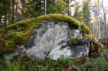 Ormandaki büyük, yıpranmış bir kaya, zengin, yeşil bir yosun tabakasıyla kaplı ve etrafı küçük bitkiler ve düşen yapraklarla çevrili. Kayaların dokusu ve organik büyüme barışçıl, el değmemiş doğal bir çevreye işaret ediyor.