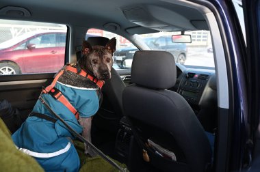 İyi giyimli bir köpek, Tayland sırtlı bir köpek, bir arabanın arka koltuğunda oturur, kameraya dikkatle bakar. Köpek, yol boyunca hem sıcaklığı hem de güvenliği sağlamak için kürk kaplı bir yaka ve kırmızı bir koşum takımı ile mavi bir kışlık ceket giyiyor. Araba içeride.
