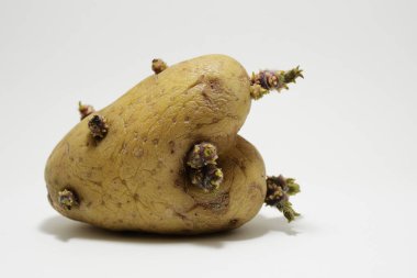 Hassas taze filizleri olan kalp şeklinde bir patates. Büyümeyi, yenilenmeyi ve kusurun güzelliğini simgeliyor. Organik tarım, sürdürülebilir yaşam, Sevgililer Günü metaforları, botanik sanatı veya kırsal gıda teması için mükemmel. 