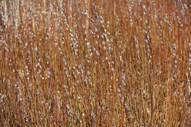 A beautiful close-up of a field filled with budding pussy willow branches, marking the early signs of spring. The delicate, soft catkins contrast with the warm golden-brown hues of the stems, creating a visually appealing natural pattern. This image 