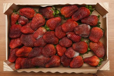 Köhne ahşap bir meyve kasasında küflü çilekler çürüyen meyveler, küflü küf dokusuyla.