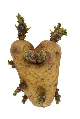 Yüzeyinden birden fazla belirgin lahanası olan kalp şeklinde tuhaf bir patates. Temiz beyaz arka planda gösterilen patatesin buruşuk, yaşlı dokusu ve yeşil-mor gözleri doğal filizlenme sürecini ön plana çıkarıyor. Alışılmadık.