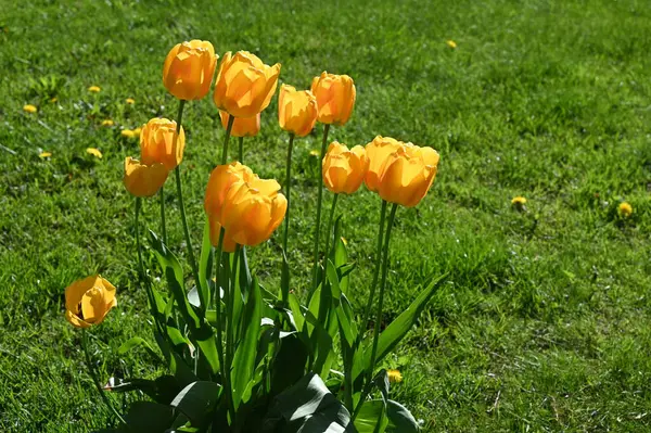 Ilık güneş ışığıyla yıkanmış canlı sarı lale kümesi yemyeşil çimenli arka planda canlı bir şekilde duruyor. Parlak renkler ve keskin zıtlıklar ilkbaharın tazeliğini ve neşesini çağrıştırıyor. Açık hava ortamında yakalanmış olabilir.