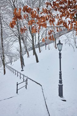 çok güzel park banklar ve yol büyük ağaçları kış