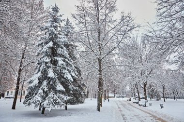 Karla kaplı ağaçlar ve şehir Park banklar. Günbatımı