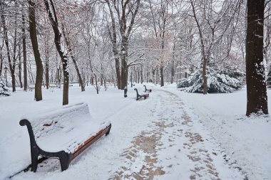 çok güzel park banklar ve yol büyük ağaçları kış