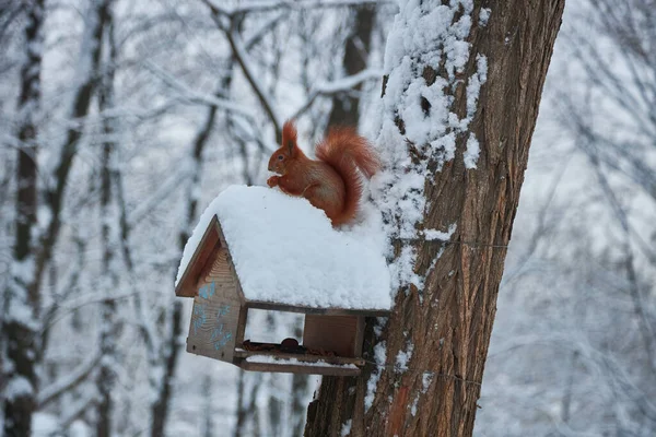 Červená Veverka Sedí Sněhu Ořechy Semena Vedle Dřevěného Domu Zimním — Stock fotografie