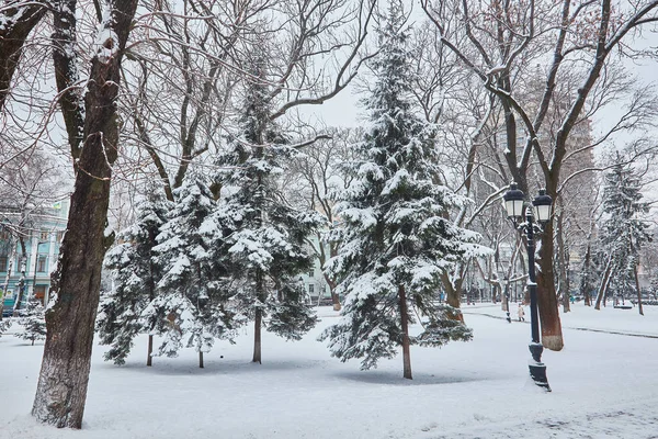 Зимовий Красивий Парк Багатьма Лавками Великих Дерев Стежкою — стокове фото