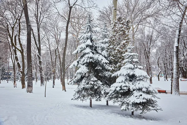 Χιονισμένα Δέντρα Και Παγκάκια Στο Πάρκο Της Πόλης Ηλιοβασίλεμα — Φωτογραφία Αρχείου