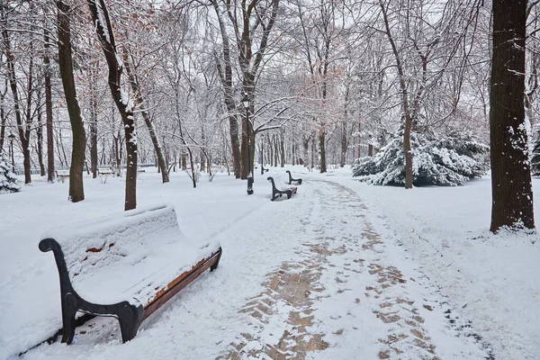 Зимний Красивый Парк Многими Большими Деревьями Скамейки Дорожки — стоковое фото