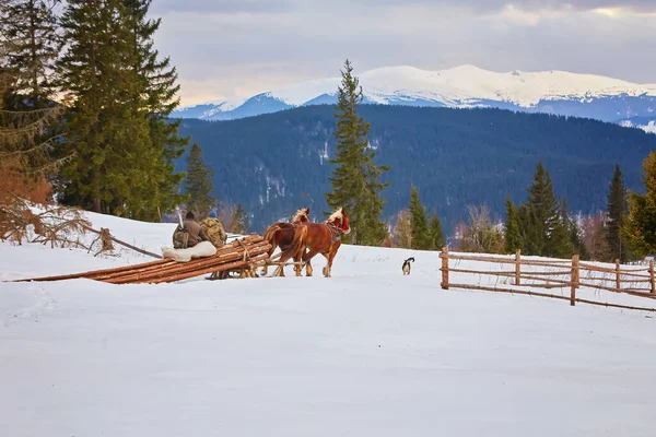 Man Met Slee Getrokken Door Paarden Buiten Winter — Stockfoto