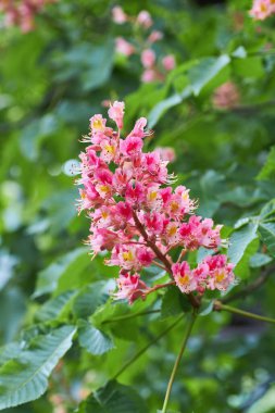 Doğal bahar geçmişi. Çiçekli pembe kestane ağacı yakın plan. Bulanık arkaplan.