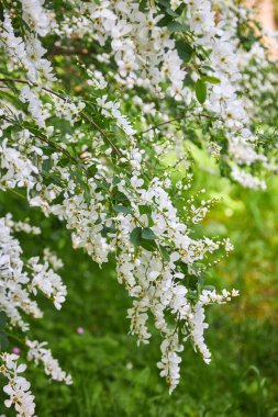 Akasya ağacı baharda çiçek açıyor. Yeşil arka planı olan çiçek dalları. Beyaz akasya çiçekleri, güneşli bir gün. Bol çiçeklenme var. Yumuşak kokulu bal için nektar kaynağı.