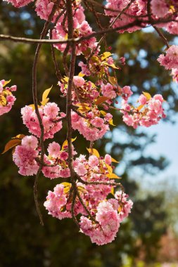 Cherry Blossoms in spring with Soft focus, Sakura season, Background.