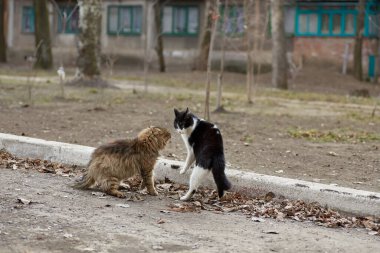 İki sokak kedisi sokakta kavga ediyor..