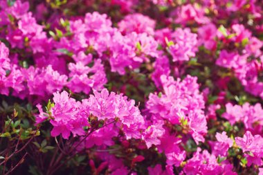 Botanik bahçesinde çiçek açan büyük bir çalı. Bir sürü pembe çiçek Rhododendron, güzel arka plan.