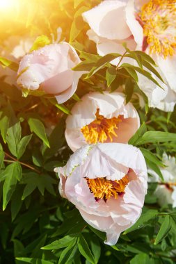 Yağmur damlaları ya da çiy damlaları olan güzel beyaz şakayık çiçekleri. Bahar veya yaz mevsiminde bahçede su damlalarıyla açan beyaz şakayıklar.