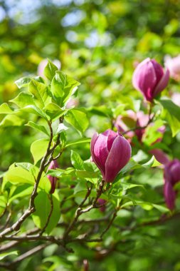 Beautiful magnolia tree. Close up magnolia flowers. Spring in Uzhgorod, Ukraine.