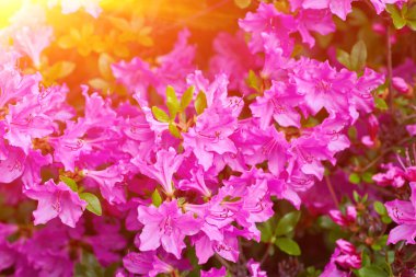 Botanik bahçesinde çiçek açan büyük bir çalı. Bir sürü pembe çiçek Rhododendron, güzel arka plan.