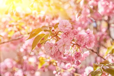 Güzel kiraz çiçekleri, mavi gökyüzünde bahar zamanı sakura..