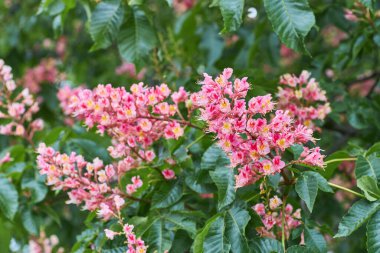 Doğal bahar geçmişi. Çiçekli pembe kestane ağacı yakın plan. Bulanık arkaplan.