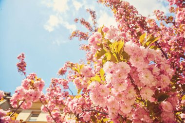 Cherry Blossoms in spring with Soft focus, Sakura season, Background.