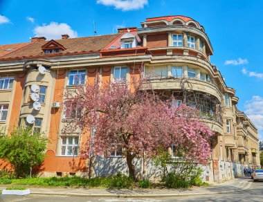Sokakta çiçek açan güzel sakura ağaçları. Pembe sakura çiçekleri, güneşli bir ışıkta, Spring City caddesinde manzara manzarası. Şehirde baharın tadını çıkarıyorum.