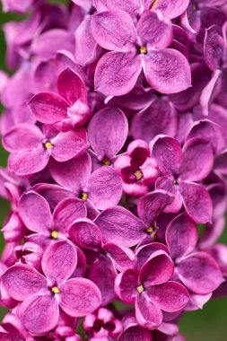 Leylak çiçeklerinin makro görüntüsü. Soyut çiçek arkaplanı. Çok sığ alan derinliği, seçici odaklanma