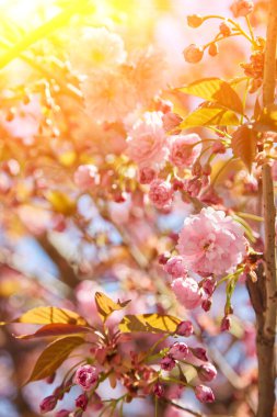 Güzel kiraz çiçekleri, mavi gökyüzünde bahar zamanı sakura..