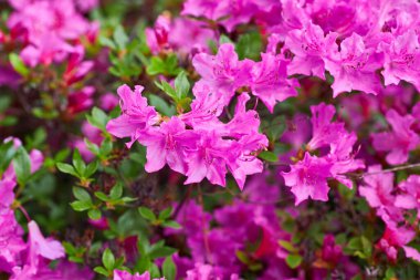 Pembe rhododendron makrosu, yakın plan, rhododenronların fidanlığında yemyeşil çiçek açar..