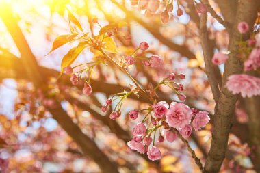 Mavi gökyüzünde, Sakura ağacında, harika pembe kiraz çiçekleri. Güzel bahar ağacı.