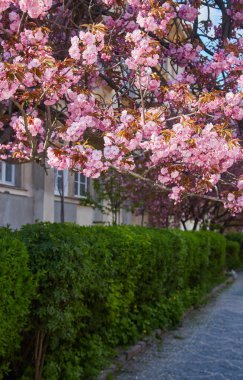 Güzel kiraz çiçekleri, mavi gökyüzünde bahar zamanı sakura..