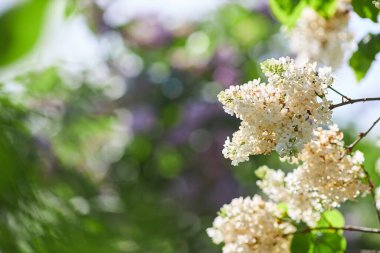 Yeşil arka planda güzel leylak çiçekleri dalları, doğal bahar arkaplanı, yumuşak seçici odak. Yüksek kalite fotoğraf
