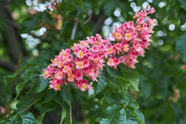 Doğal bahar geçmişi. Çiçekli pembe kestane ağacı yakın plan. Bulanık arkaplan.