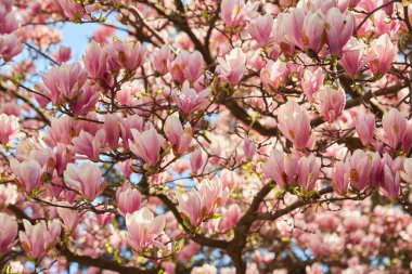 Beautiful magnolia tree. Close up magnolia flowers. Spring in Uzhgorod, Ukraine.