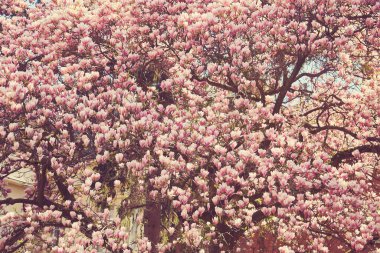 Beautiful magnolia trees Close up magnolia flowers. Spring in Uzhgorod, Ukraine.