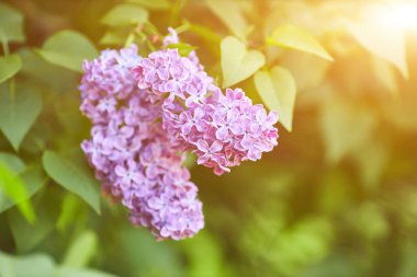 Yeşil arka planda güzel leylak çiçekleri dalları, doğal bahar arkaplanı, yumuşak seçici odak. Yüksek kalite fotoğraf