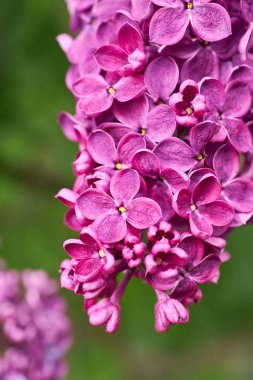 Güzel mor leylak çiçekleri. Leylak bahar çiçeklerinin makro fotoğrafı. Çiçek arka planı.
