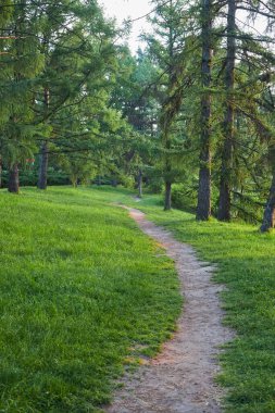 Trunks of pine trees illuminated by sunlight in a green coniferous pine forest in summer