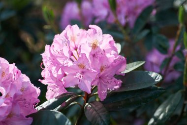 A large bush blooming Rhododendron in the botanical garden. Many pink flowers Rhododendron, beautiful background. clipart
