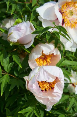 Yağmur damlaları ya da çiy damlaları olan güzel beyaz şakayık çiçekleri. Bahar veya yaz mevsiminde bahçede su damlalarıyla açan beyaz şakayıklar.