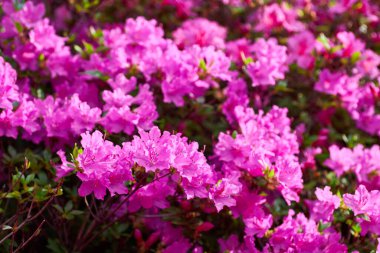 Botanik bahçesinde çiçek açan büyük bir çalı. Bir sürü pembe çiçek Rhododendron, güzel arka plan.