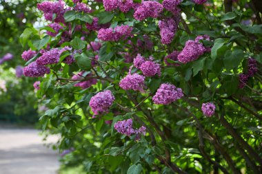 Yeşil yapraklı bir arka planda leylak çiçekleri dalları. Bahar.