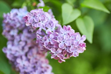 Yeşil yapraklı bir arka planda leylak çiçekleri dalları. Bahar.